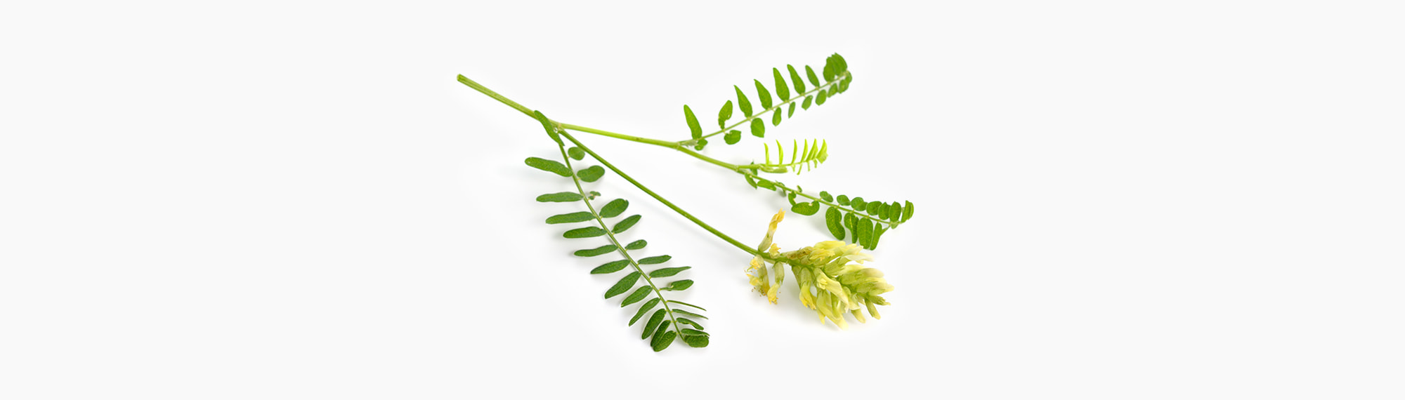 🌼︎  Les papilionacées