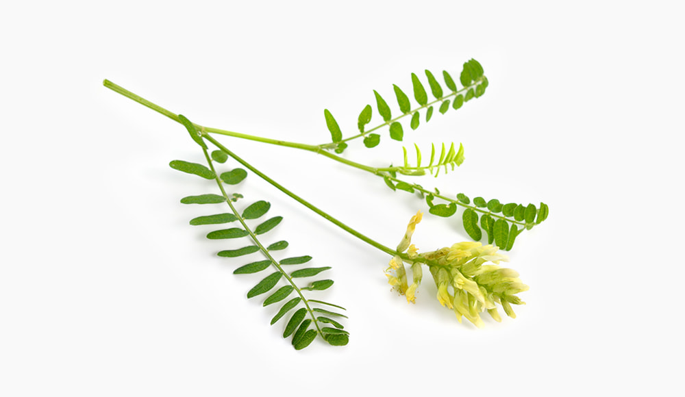 🌼︎  Schmetterlingsblütler