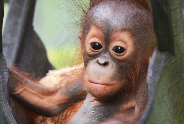 Tierlieb Nachhaltigkeit Umwelt Balance Klima Regenwaldes