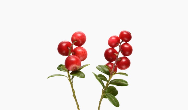 Bärentraubenextrakt (Arbutin) - hemmt die Melaninbildung, Inhaltsstoff Wirkstoff natürlich