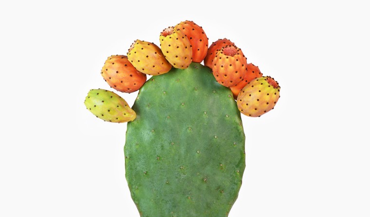 Feigenkaktusextrakt (Opuntia Ficus-Indica Stem Extract) - beruhigend, besänftigend, Inhaltsstoff Wirkstoff natürlich