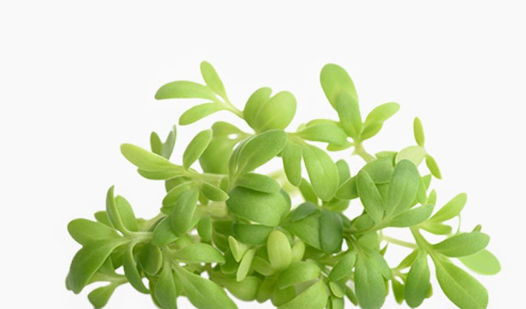 Gartenkresse (Lepidium Sativum Sprout Dry Matter) - hemmt die Melaninbildung, Inhaltsstoff Wirkstoff natürlich